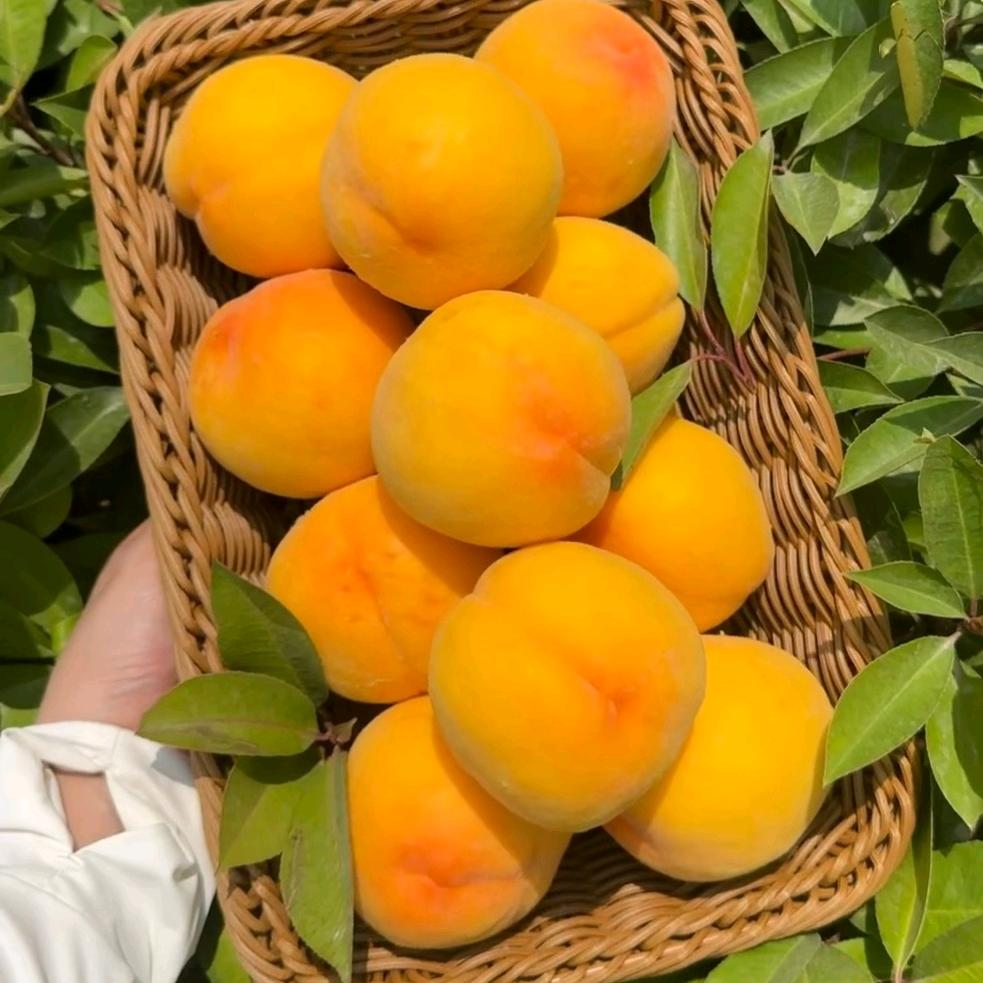 俞小鱼优品