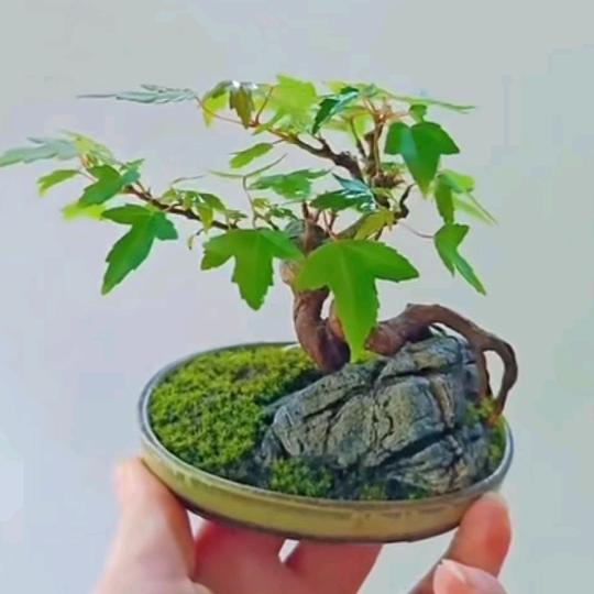 原石 景桩
