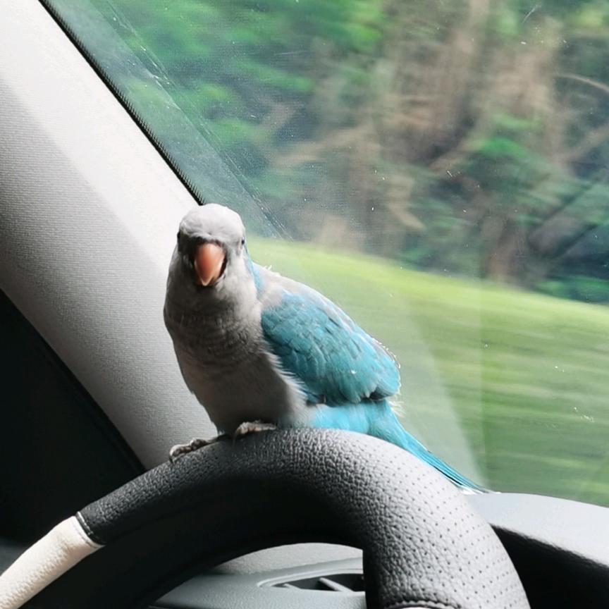 维宝🐦元宝💰