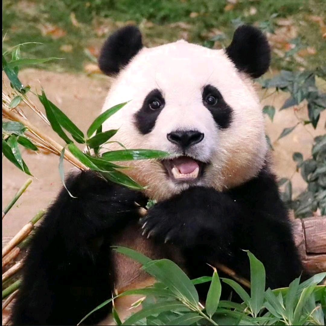 噗宝ao～