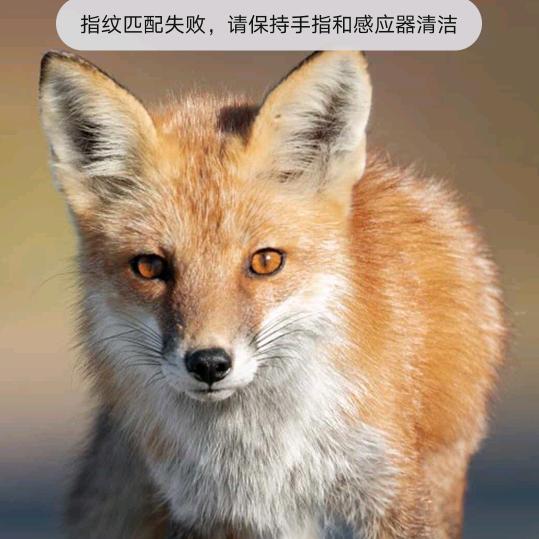 小飞龙