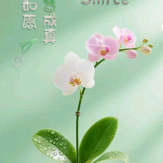美之丽