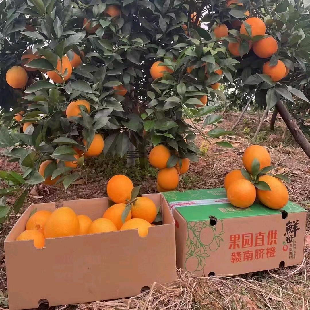 沃龙农业【赣南脐橙果园现摘现发】