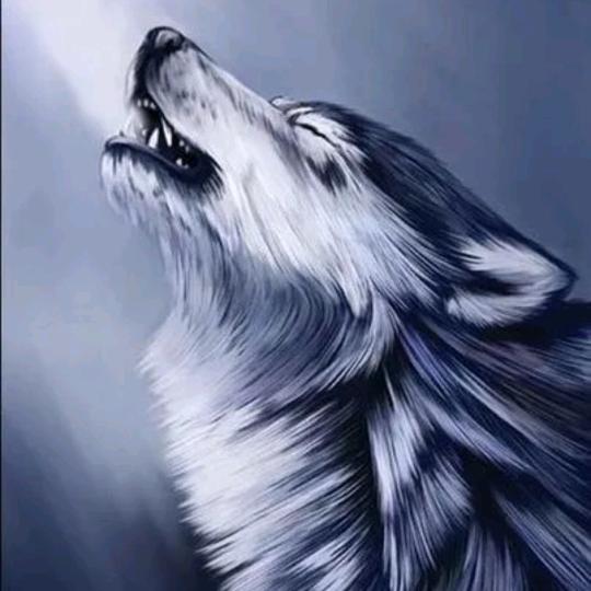 战🐺狼