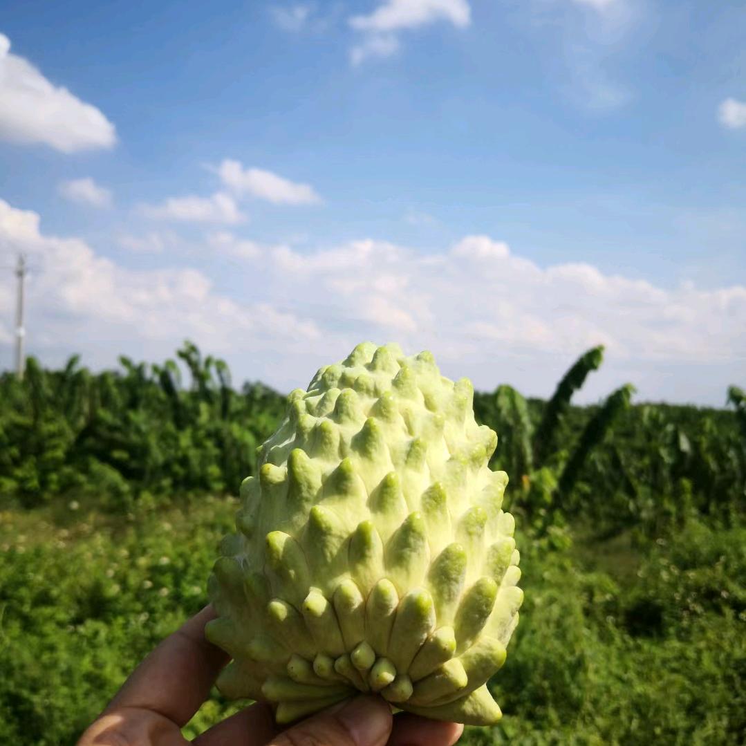 老班长的释迦果园