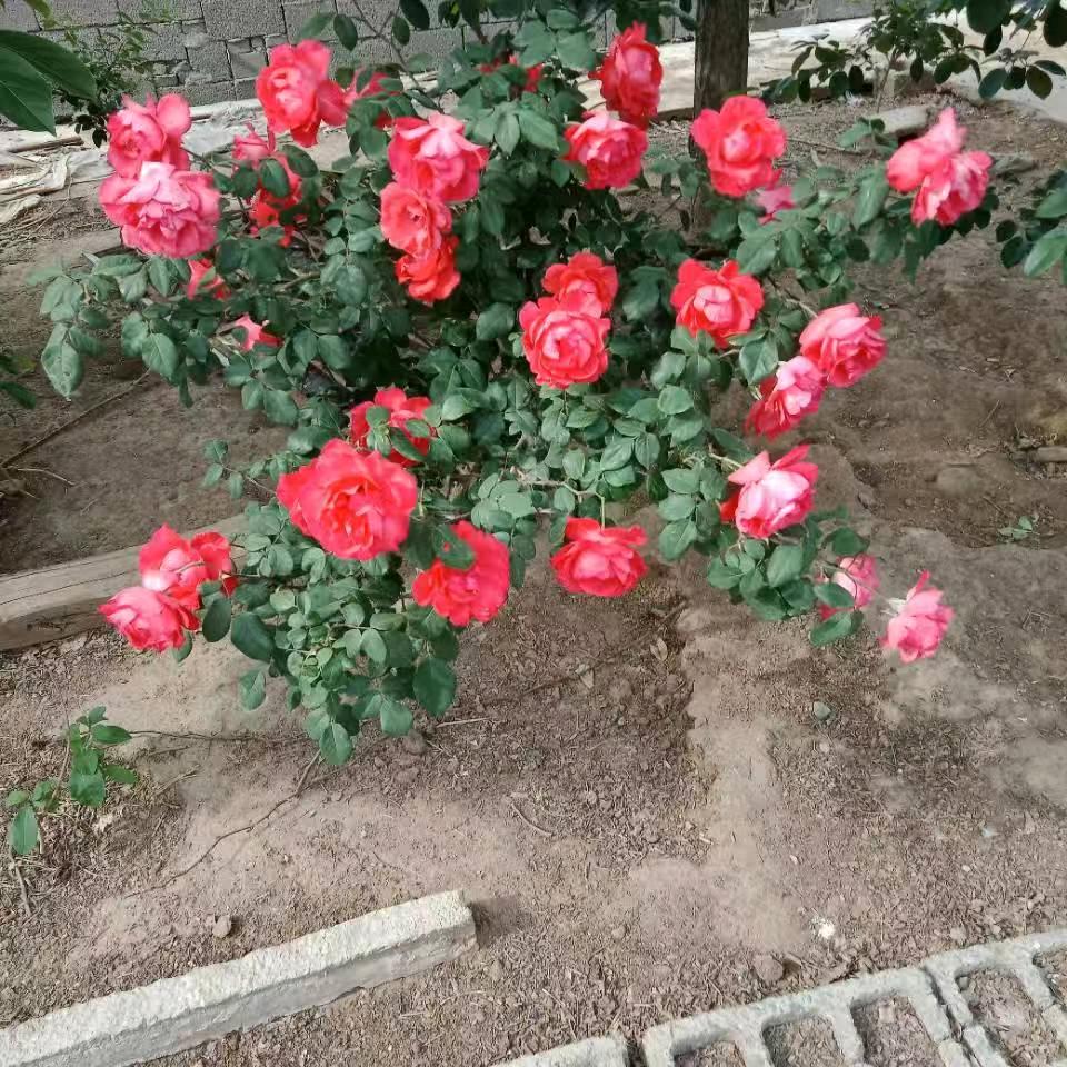 爱你不后悔