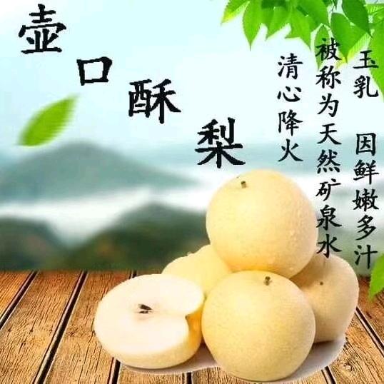 壶口酥梨（宜川苹果梨代办）