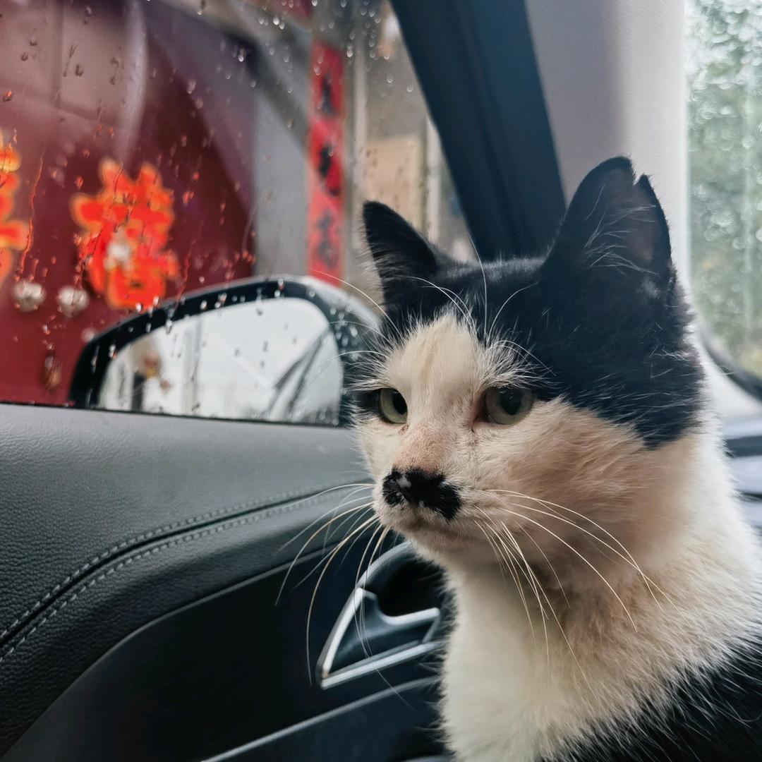 猫与王冠👑