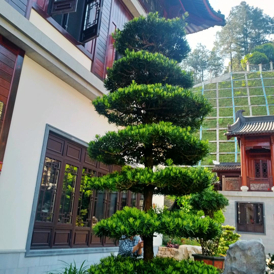 黑茶之缘健康财富