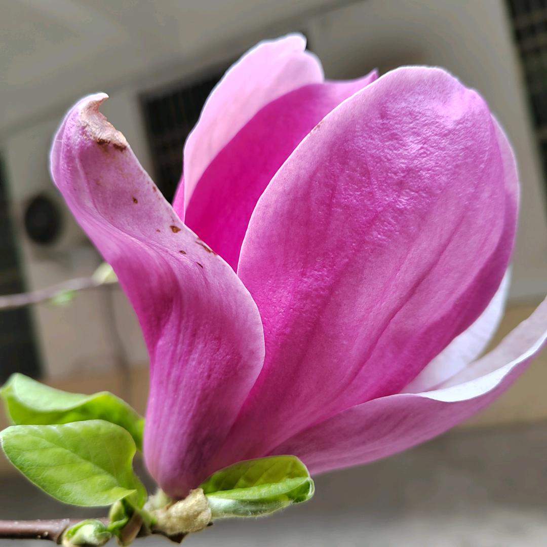 晨
