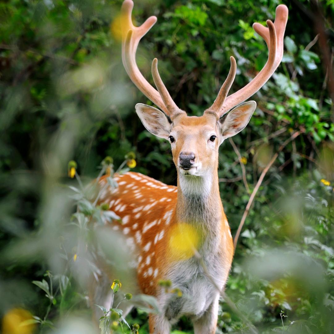 鸡西参鹿鹿业优品店