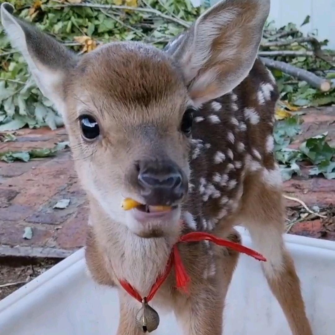 梅花鹿繁育与改良