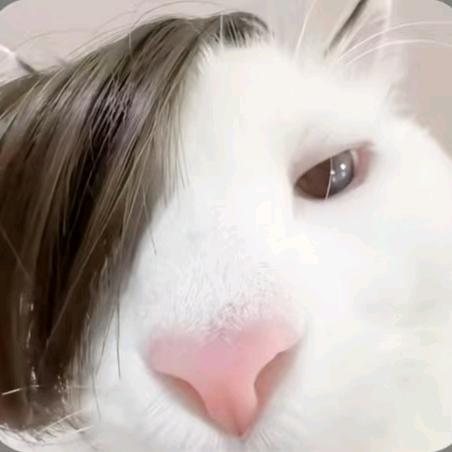 喜欢番薯小羊卷