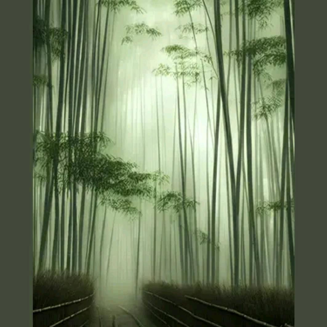 竹林深处🎶
