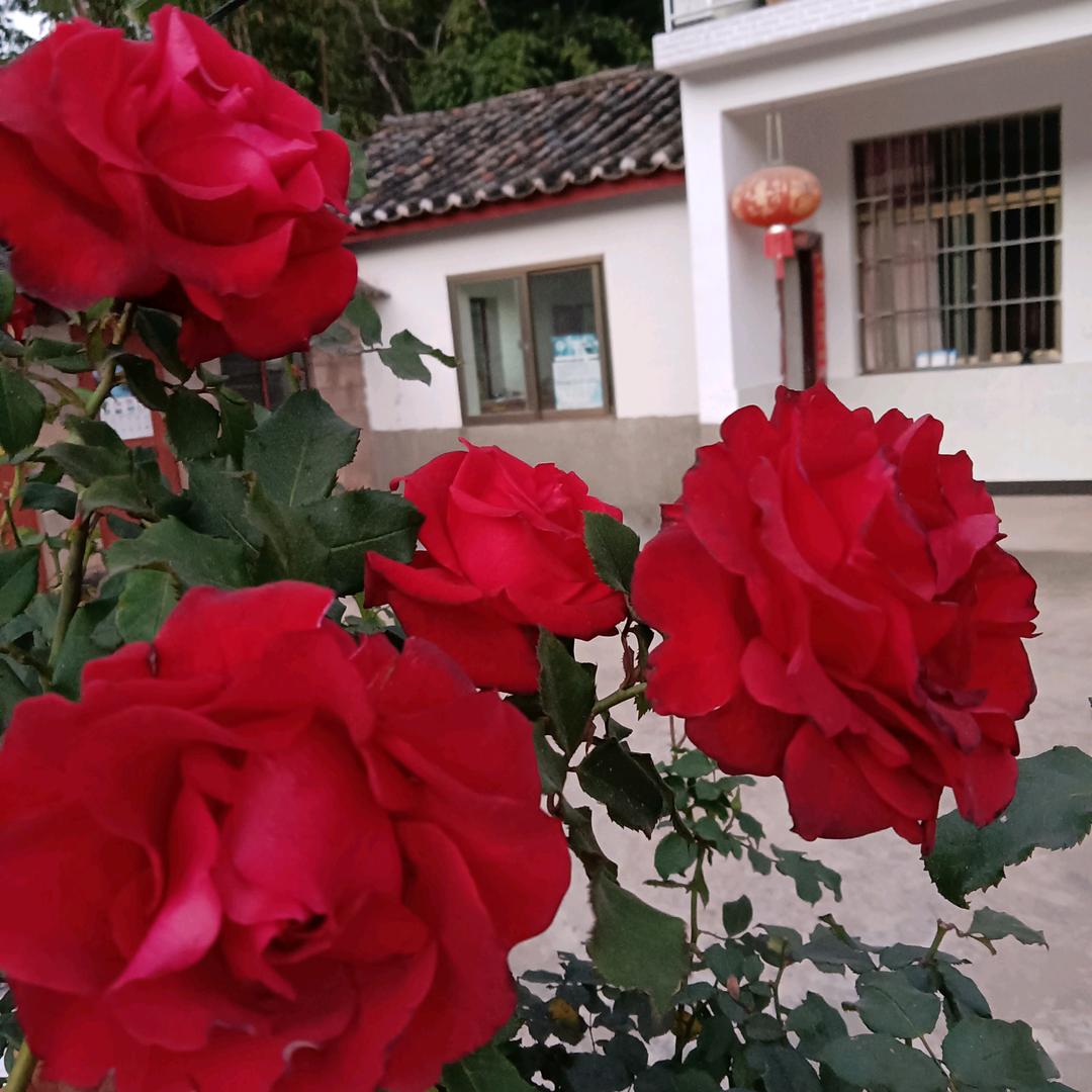 远嫁🌹的🍒姑🍒娘