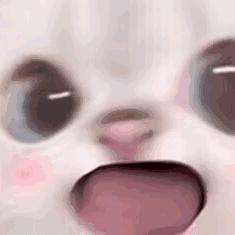 胡椒味的汤姆猫