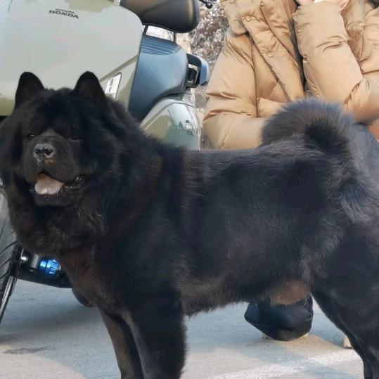 河南土猎田园犬养殖