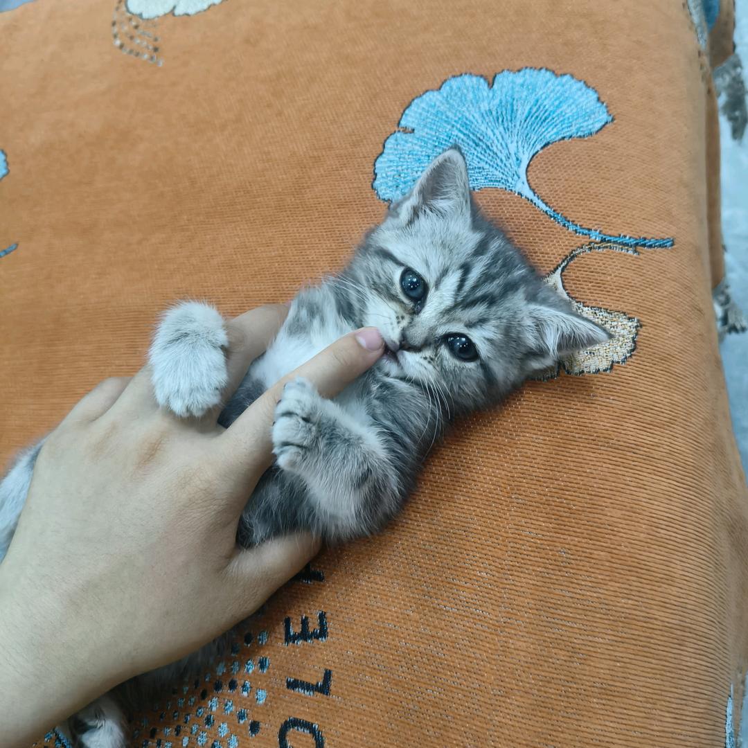 小咪