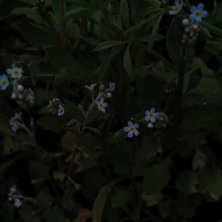 蔷薄🍀