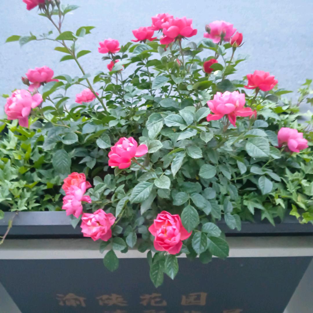 无情人