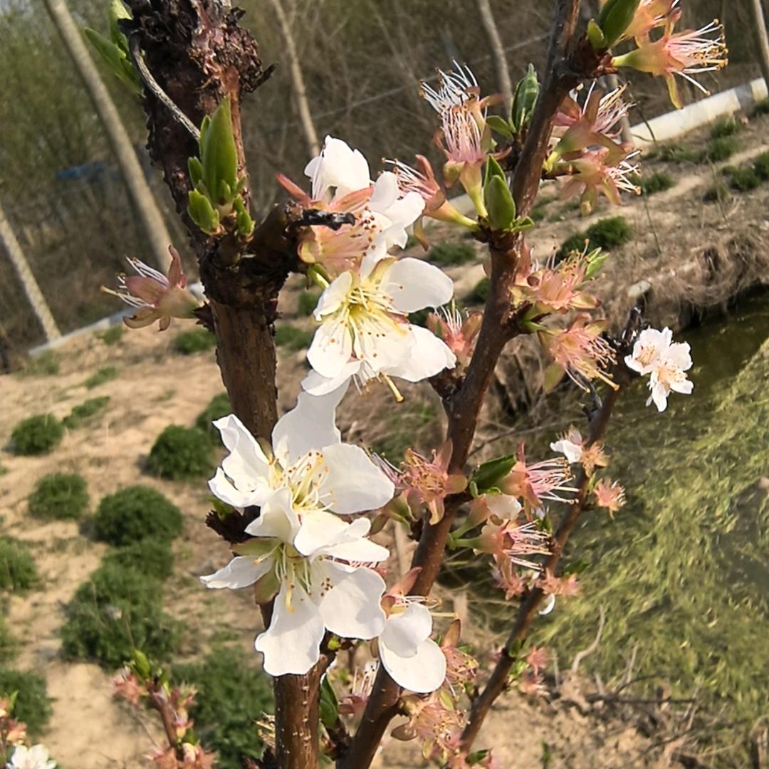 芉芊