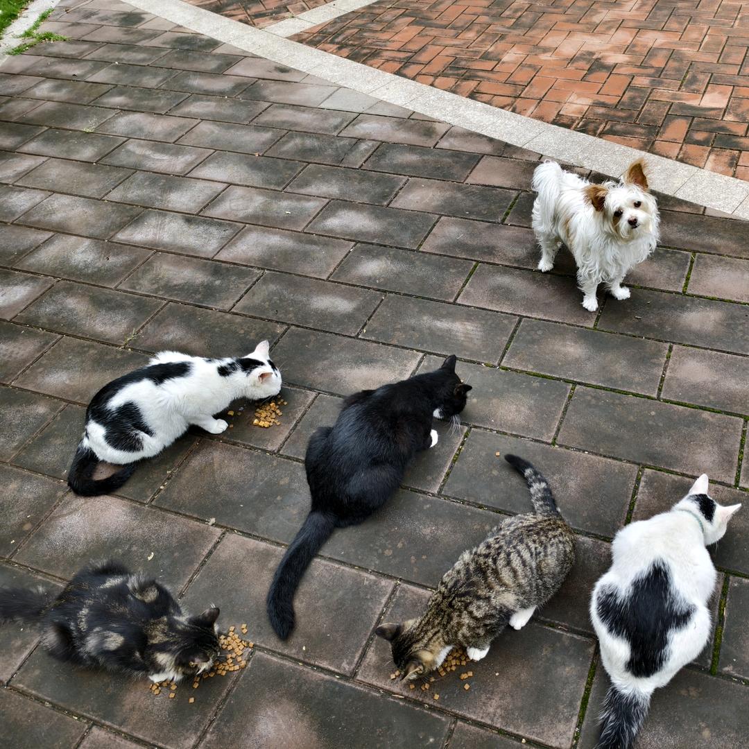 猫猫今天吃了没