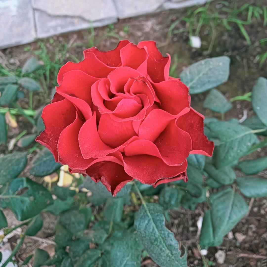 (๑>家电清洗<๑）