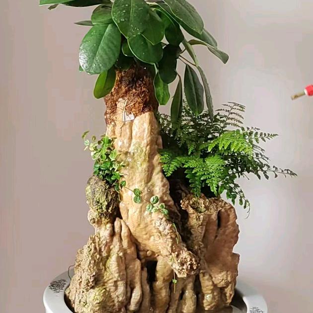 景晨园艺吸水石盆景