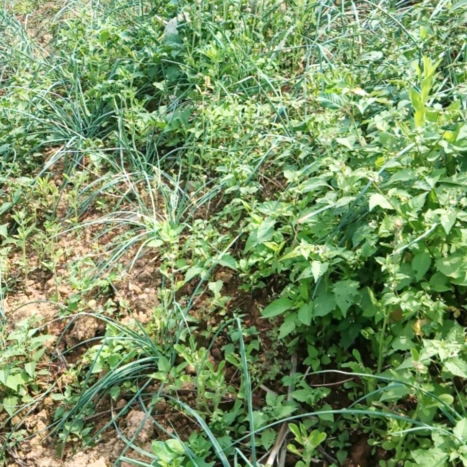 职业杀手吃香肠好吃又有味