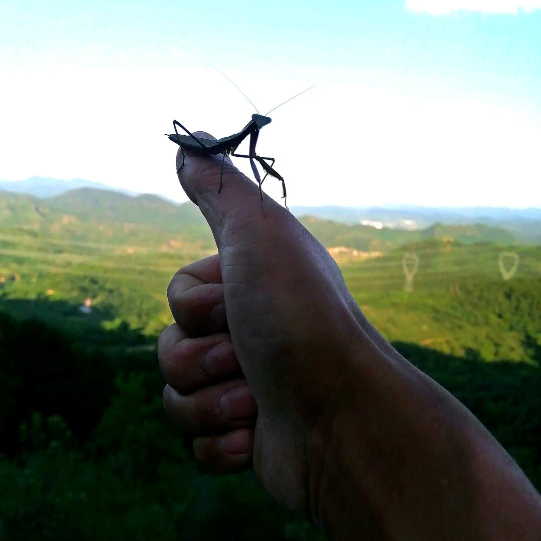 那山老王～吃鲜果，供好苗！找我