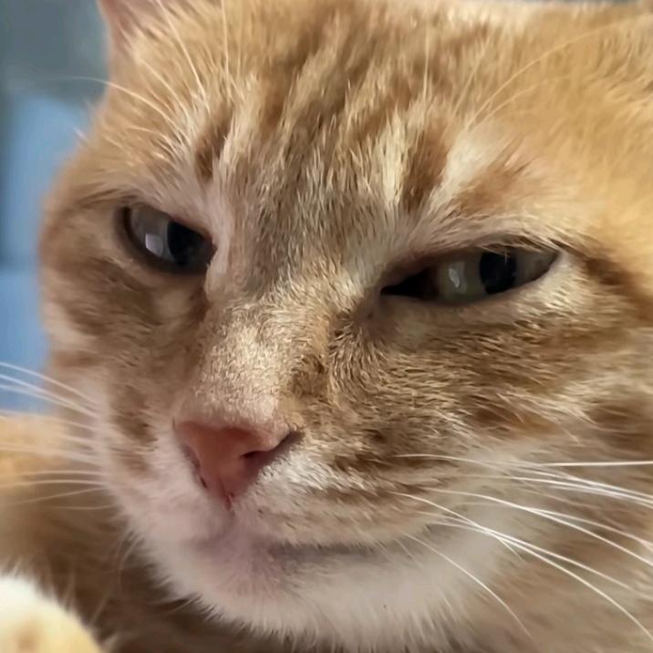 苦茶子