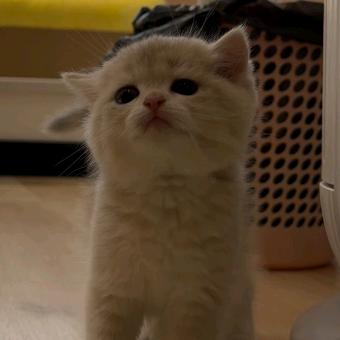 我是进宝啊*北方喵