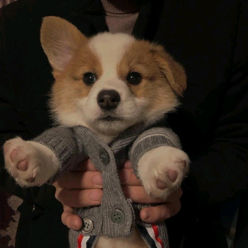 安静的羊（巅峰）