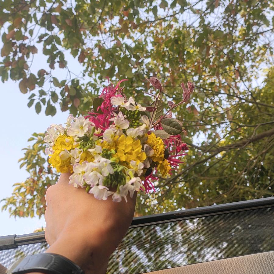 @告诉桃花不用开了