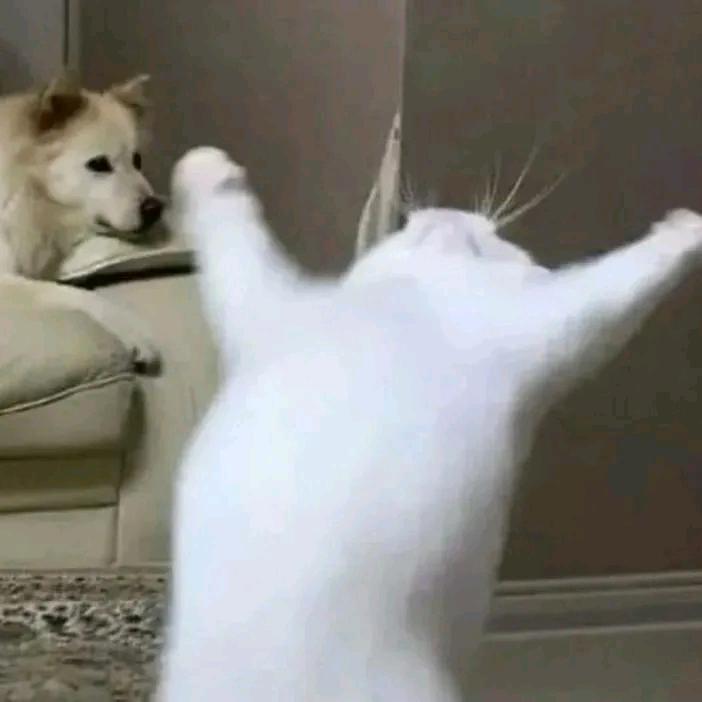 乖个猫