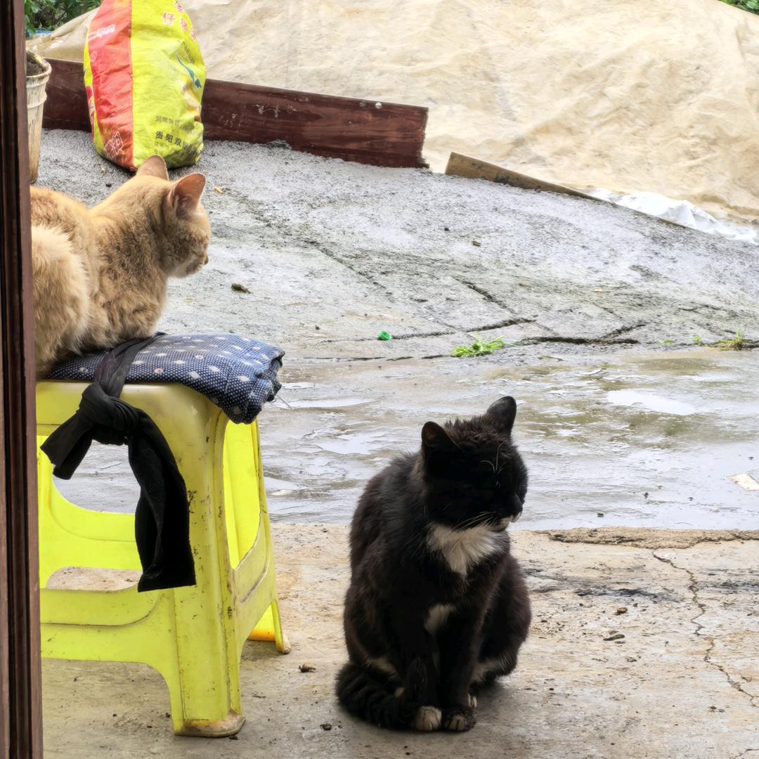 小盖盖要挣钱(带货版)