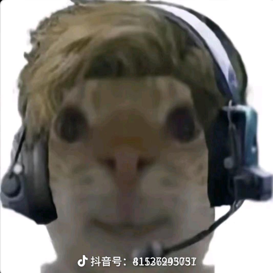 哈基蜂