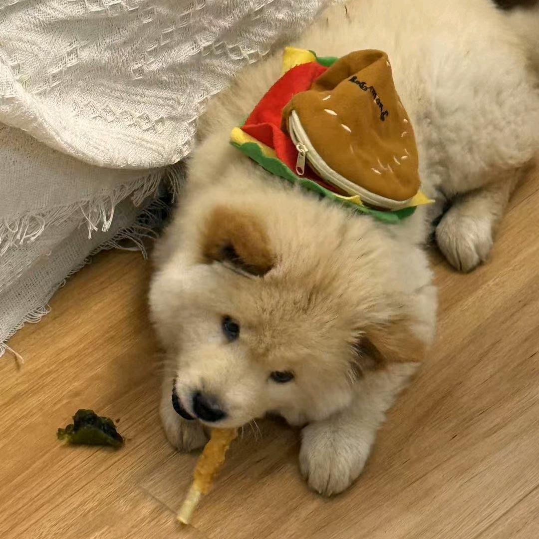 绍兴宠物总批发（ 柴老虎店）小苏