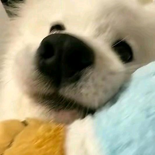 小只只