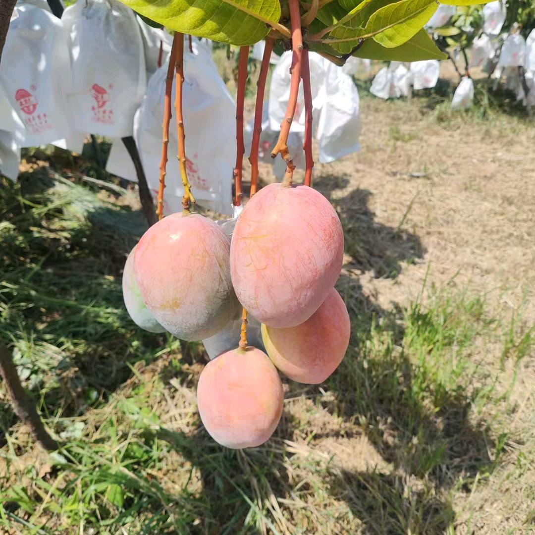 攀特果业（连赞拉黑）