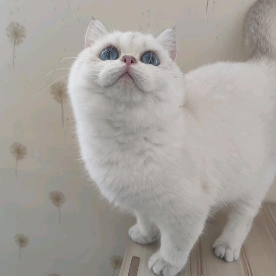 🌈Starry sky 家庭式猫舍