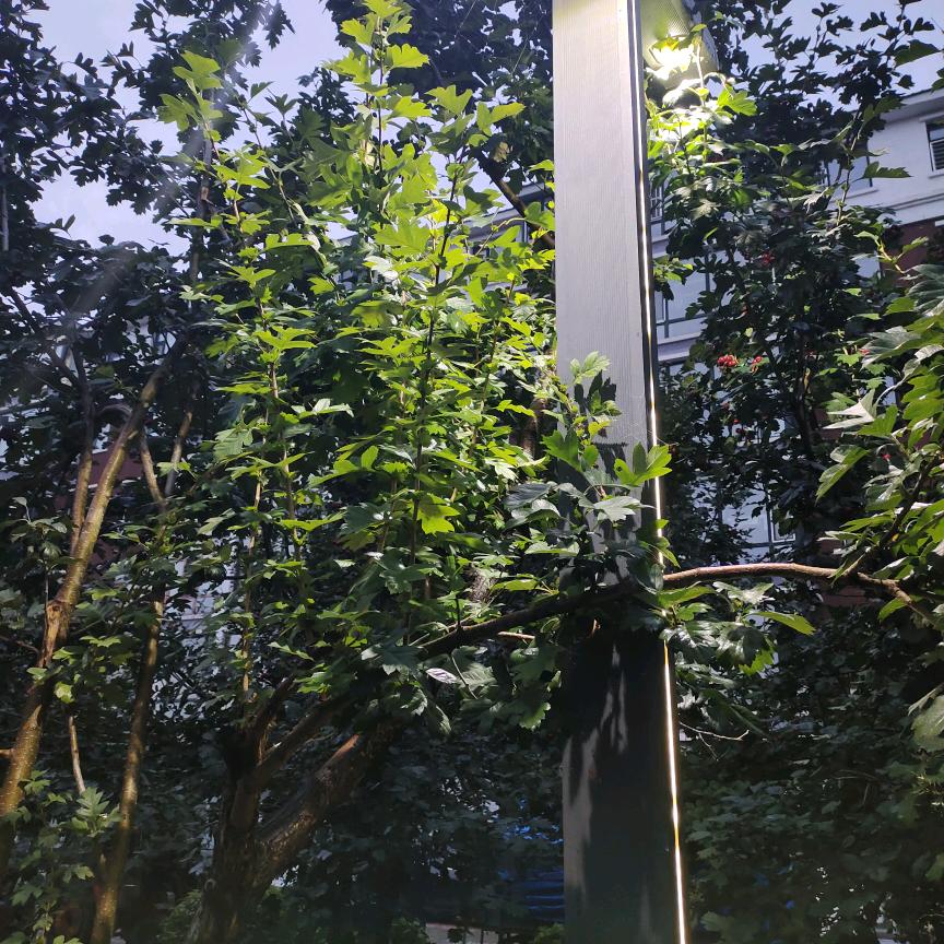 喜乐