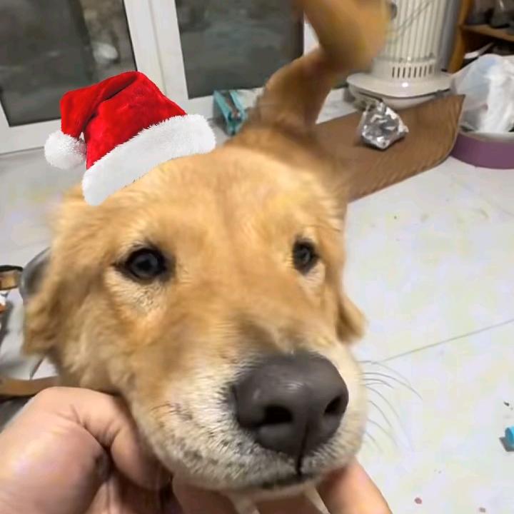最爱莲梅大王