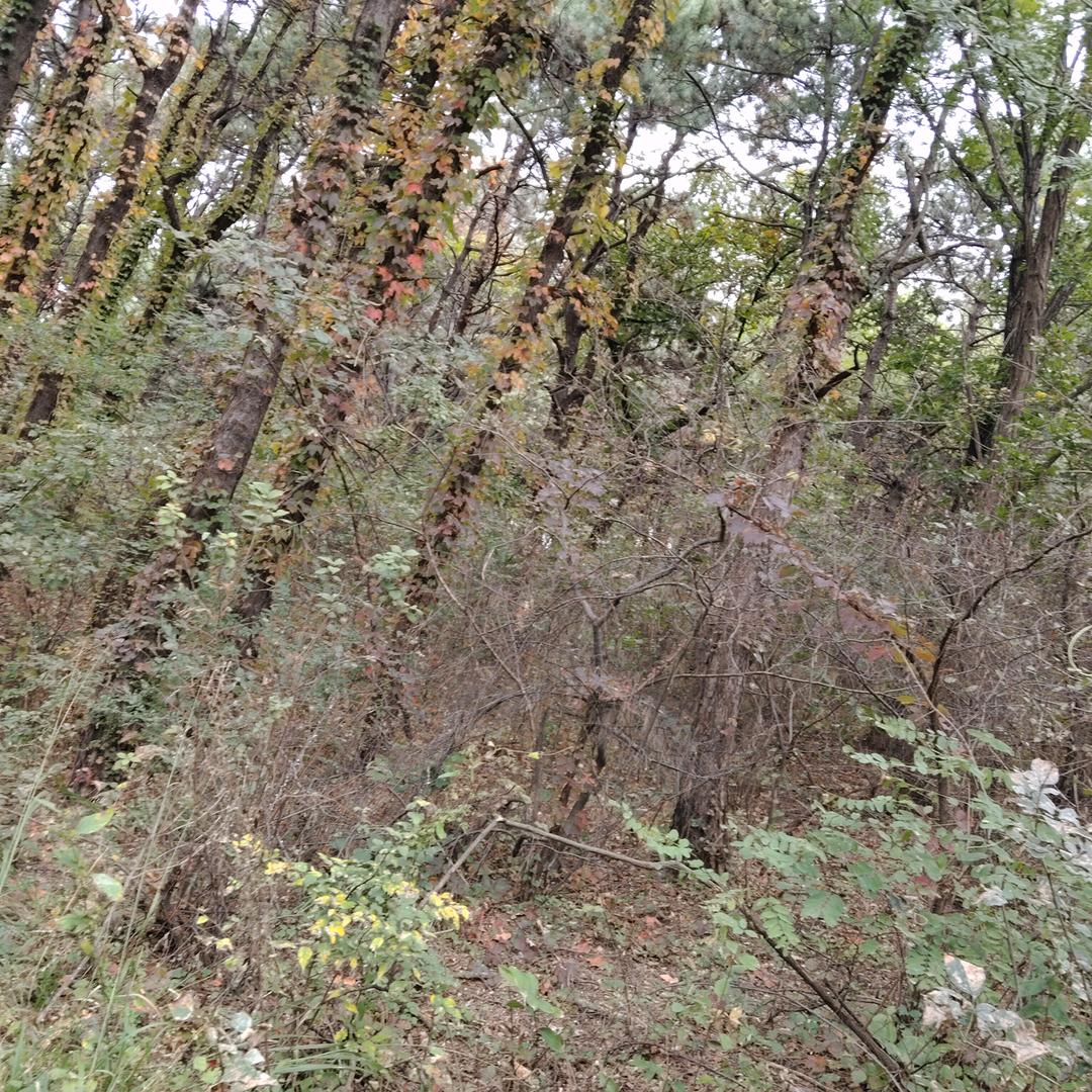 紫色的白开水