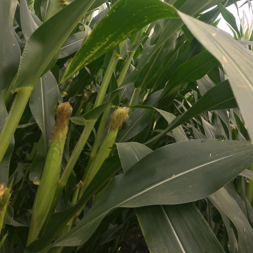 邹平市魏桥镇兄弟粮食种植农民专业合作社