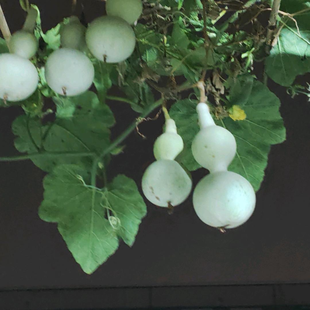 栗果