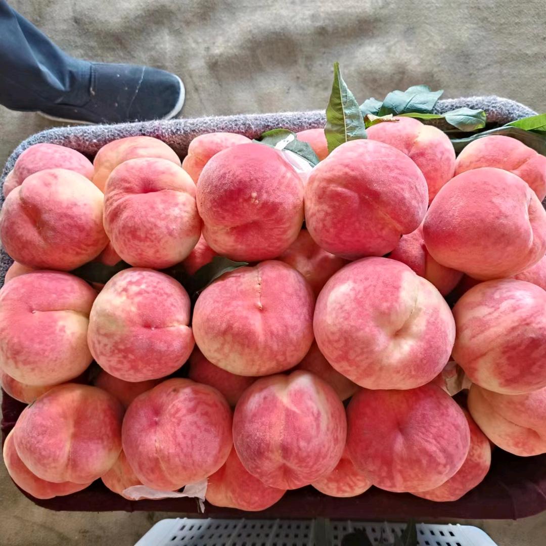 专业大桃代办亮亮