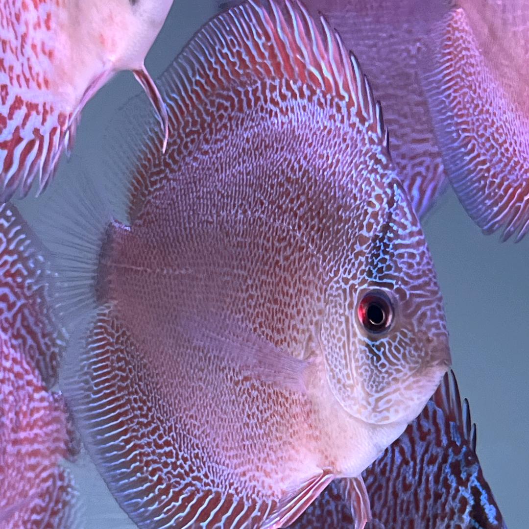 无锡七彩丛林水族鱼趣