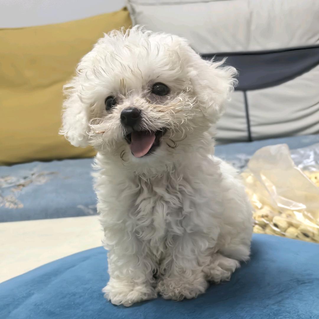 淼淼是一只比熊