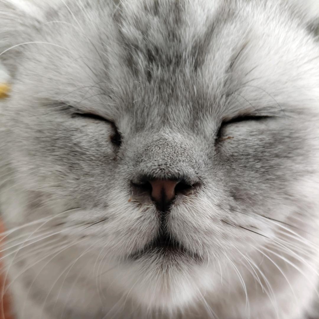 小白鸭55297630447